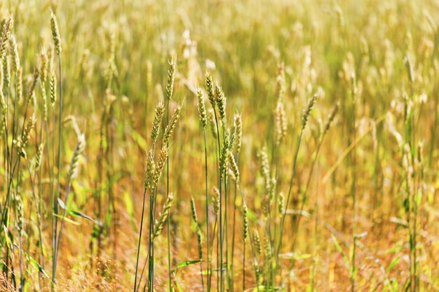 Sfondo di spighe di grano maturo. Ricco raccolto di grano dorato.