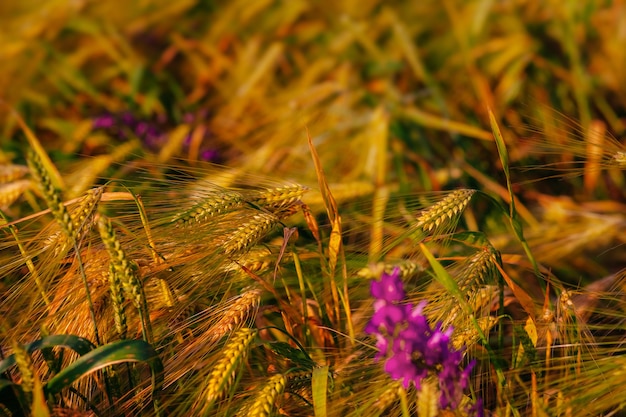 Sfondo di spighe di maturazione del campo di grano e fiori Campo delle colture Messa a fuoco selettiva