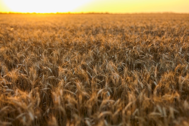 Sfondo di spighe di maturazione del campo di grano giallo al tramonto