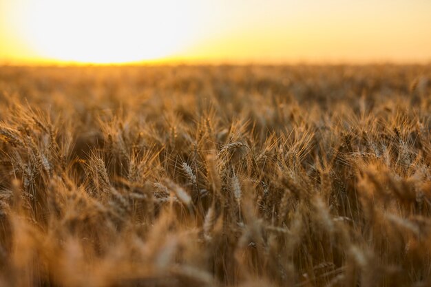 Sfondo di spighe di maturazione del campo di grano giallo al tramonto