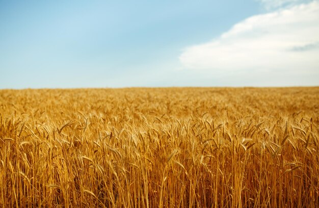 Sfondo di spighe di maturazione del campo di grano giallo sullo sfondo del cielo arancione al tramonto Idea di un ricco raccolto