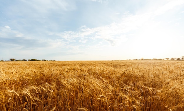 Sfondo di spighe di maturazione del campo di grano giallo sullo sfondo del cielo arancione al tramonto Idea di un ricco raccolto