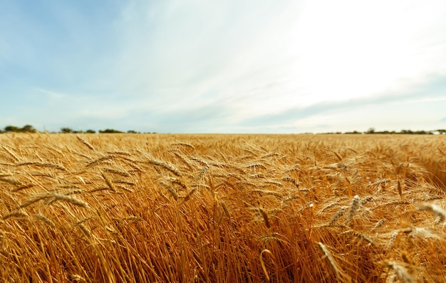 Sfondo di spighe di maturazione del campo di grano giallo sullo sfondo del cielo arancione al tramonto Idea di un ricco raccolto