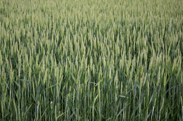 Sfondo di spighe verdi di grano agricolo e cereali in crescita Spighette di grano sul campo