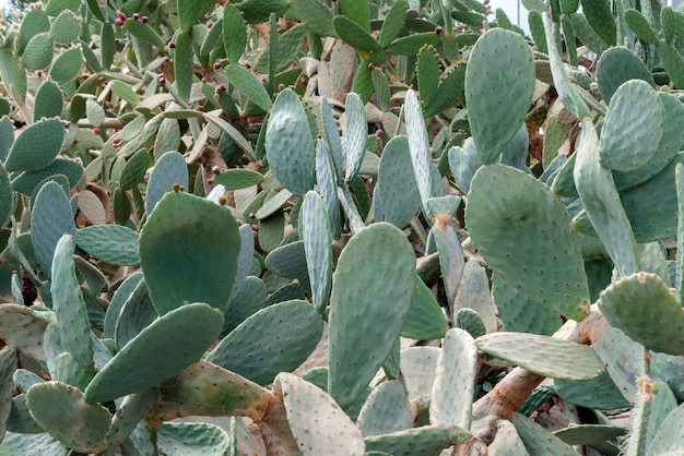 Sfondo di spine di cactus nel giardino botanico