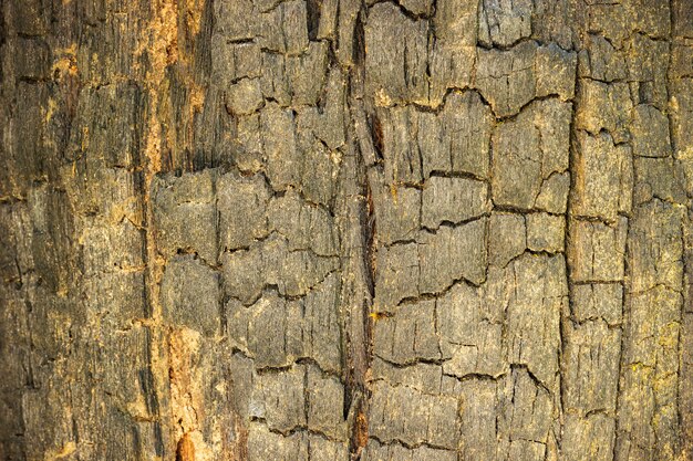 Sfondo di struttura di legno bruciato. Concetto di conservazione della natura e riscaldamento globale.