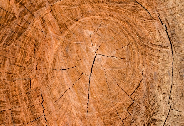 Sfondo di taglio del legno