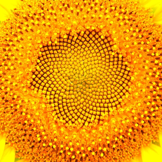 Sfondo di testa di girasole