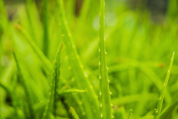 Sfondo di texture foglia di aloe delicatamente verde