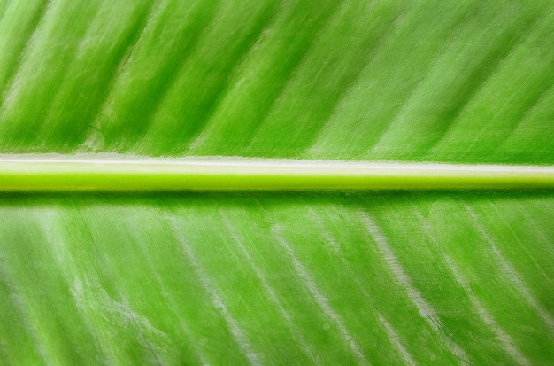 sfondo di texture foglia di banana fresca, modello di foglia verde.