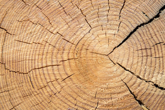 Sfondo di tronco di legno