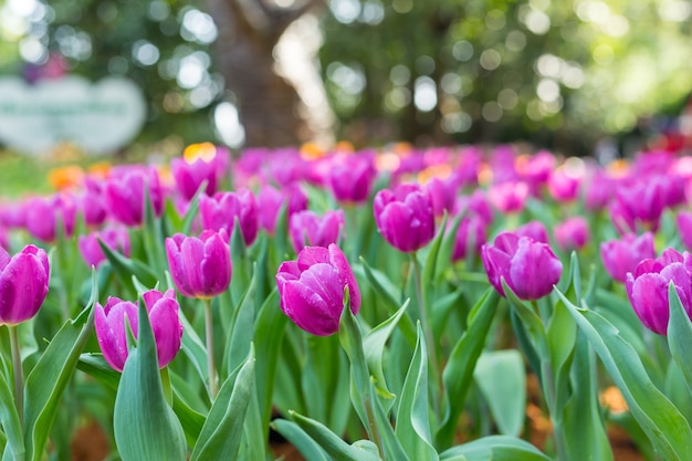 Sfondo di tulipani di fiori. bokeh natura