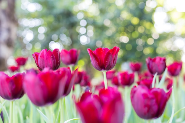 Sfondo di tulipani di fiori. bokeh natura