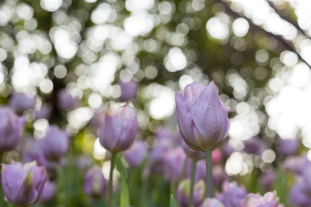 Sfondo di tulipani di fiori. bokeh natura