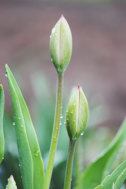 Sfondo di tulipani in fiore. Fiori. Messa a fuoco selettiva