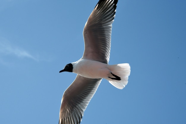 Sfondo di uccelli volanti