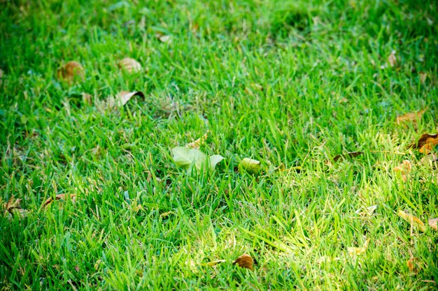 Sfondo di un prato verde