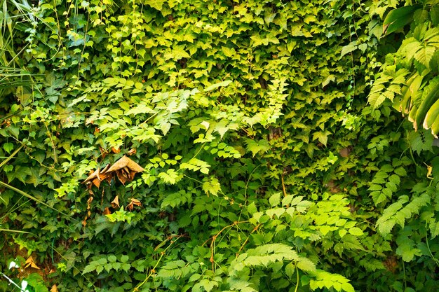 Sfondo di un rampicante con ampio spazio di copia. Foto di alta qualità