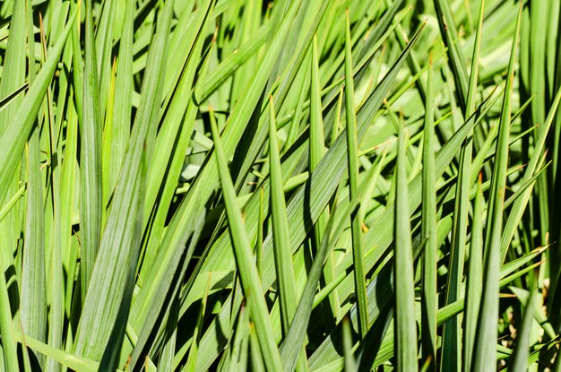 Sfondo di un verde erba fresca.