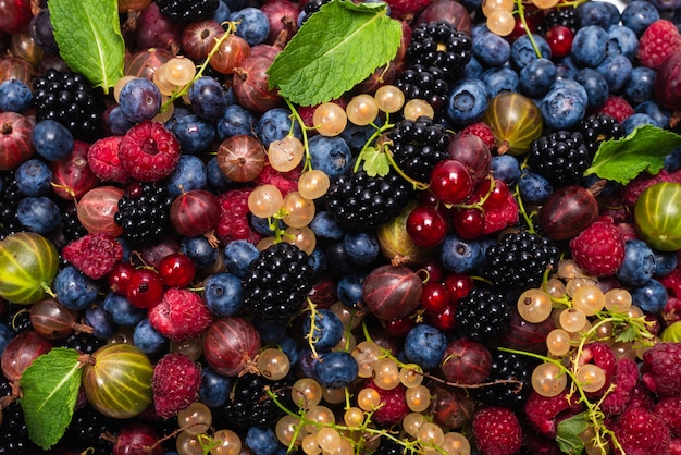 Sfondo di uva spina, mirtilli, gelso, lamponi, ribes bianco e rosso.