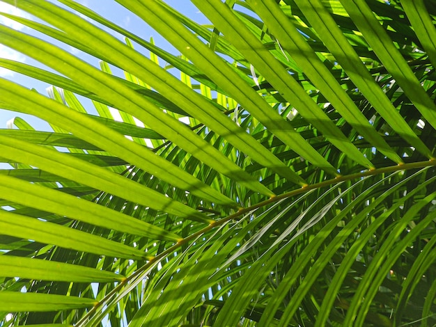 Sfondo di vegetazione tropicale con foglie verdi sotto un cielo blu