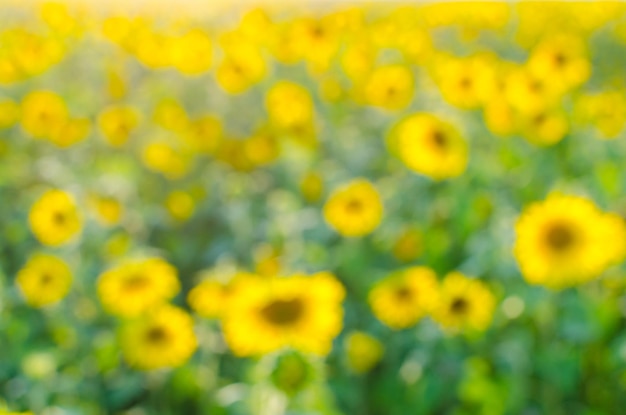 Sfondo e astrazione di fiori gialli girasole Bokeh e sfocatura foto