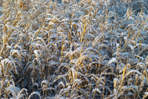 Sfondo - erba secca autunnale dorata, cosparsa di neve, illuminata dal sole