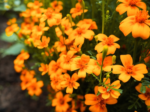 Sfondo estivo, bellissimi fiori gialli in crescita nel giardino