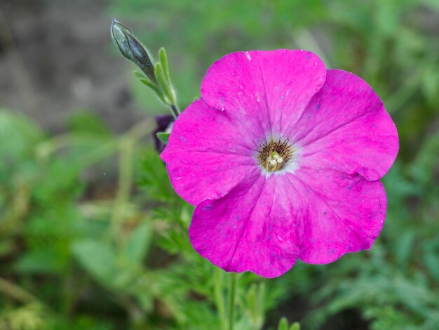 Sfondo estivo con fiore di petunia alla luce del sole