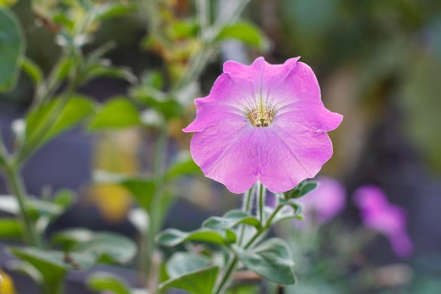 Sfondo estivo con fiore di petunia alla luce del sole