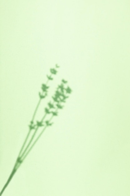 Sfondo estivo di colore tè verde dalle ombre dei fiori di lavanda per sovrapposizione o layout di foto