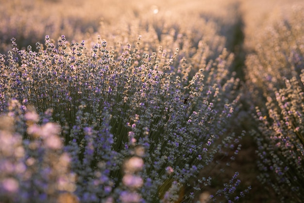 Sfondo estivo di erba selvatica e fiori di lavanda