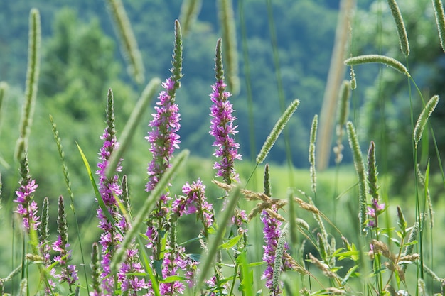 Sfondo estivo di fiori di campo sotto forma di loosestrife e grazioso erba alta.