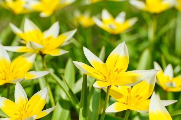 Sfondo estivo di fiori di tulipano a fioritura tardiva nel parco.