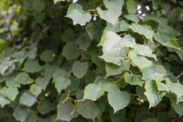 Sfondo estivo di foglie di betulla verde