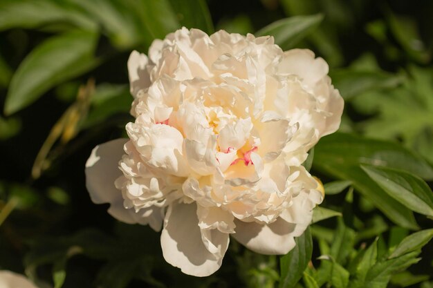 Sfondo estivo di peonie di fiori bianchi