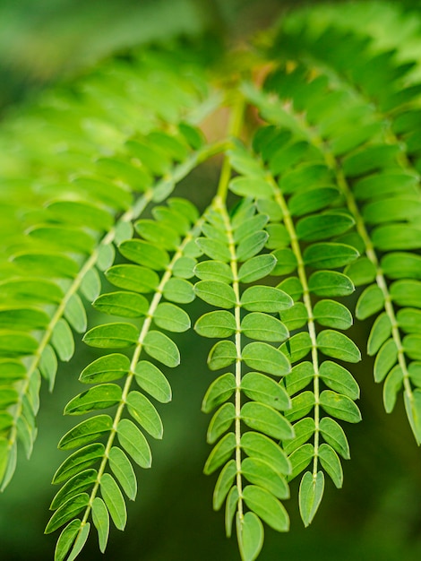 Sfondo estivo. Ramo di acacia al sole. Macro.