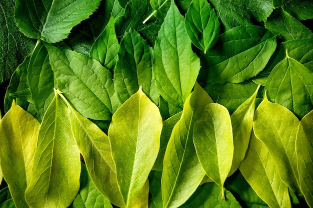 Sfondo fatto di diverse foglie verdi a strati, sfumatura gialla verde. Copia spazio. Layout creativo della natura, vista dall'alto, piatto. Concetto di vita verde. Avvicinamento