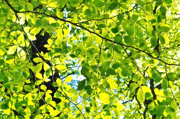 Sfondo fatto di molte foglie verdi