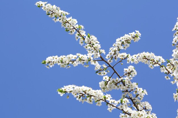 Sfondo fiore di ciliegio