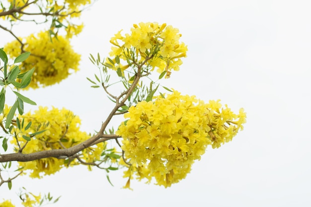 Sfondo fiore giallo di Golden Trump Tree, Tabebuia chrysotricha.