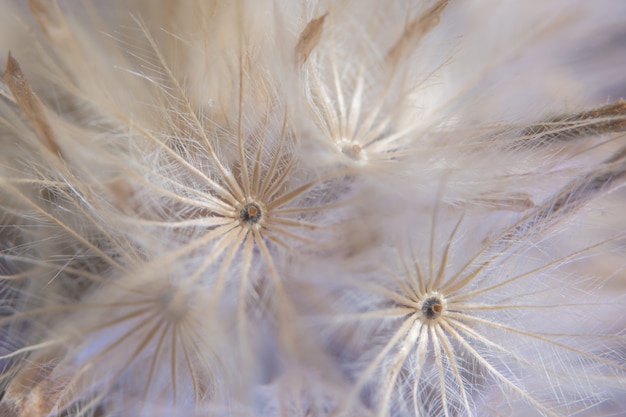 Sfondo fiore macro