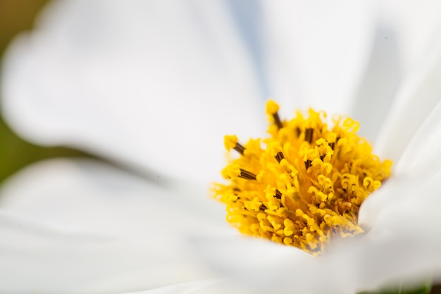 Sfondo fiore macro