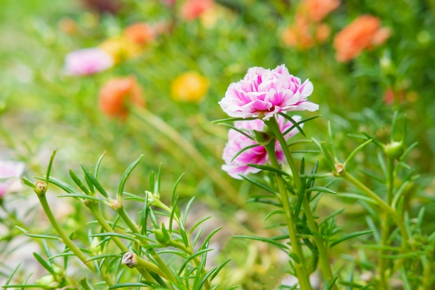 Sfondo fiore Purslane