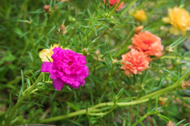 Sfondo fiore Purslane