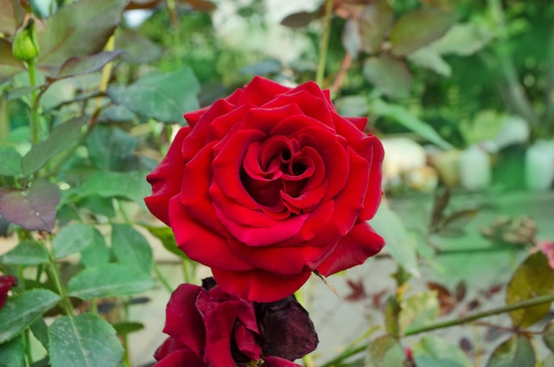 Sfondo fiore rosa rossa Rose rosse su un cespuglio in un giardino Fiore di rosa rossa Rosa rossa Magia nera