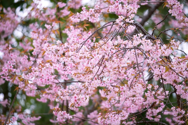 Sfondo fiore rosa