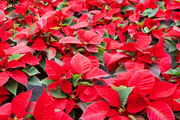 Sfondo fiore stella di Natale. Fiore di natale