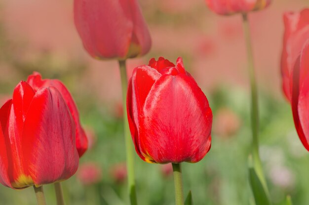 Sfondo fiore tulipano rosso Tulipano rosso in giardino Campo di bellissimi tulipani rossi