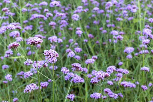 Sfondo fiore viola Bellissimo campo di fiori di verbena Fiore viola verbena natura bellissimo Bellissimo sfondo di fiori di verbena viola